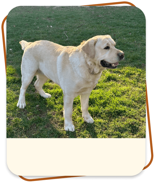 Gus, the father of the puppies at catskill mountain labradors