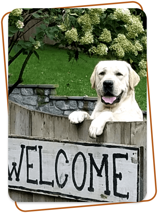 gus, the sire of the catskill lab puppies