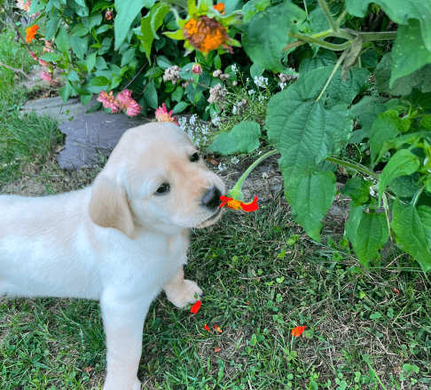 Catskill Mountain Labradors' English Labs exploring the natural landscapes of Delhi, NY.