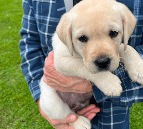 Catskill Mountain Labradors, where Delhi, NY's finest English Lab puppies grow and thrive.
