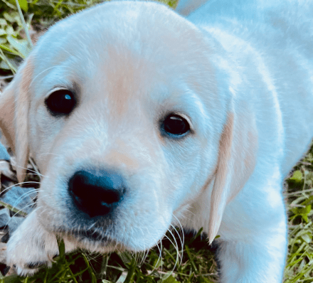 Award-winning English Labradors from Delhi NY, trained at Catskill Mountain Labradors.