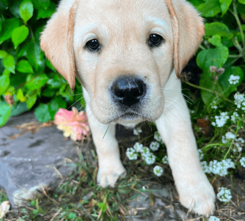 Playful English Lab puppies at Catskill Mountain Labradors, Delhi NY, bringing joy and companionship to homes across NY and beyond.
