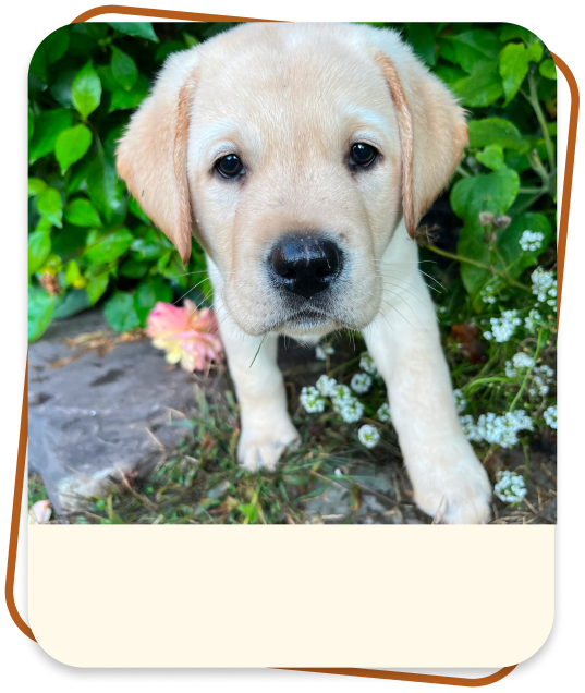 puppy from catskill mountain labradors