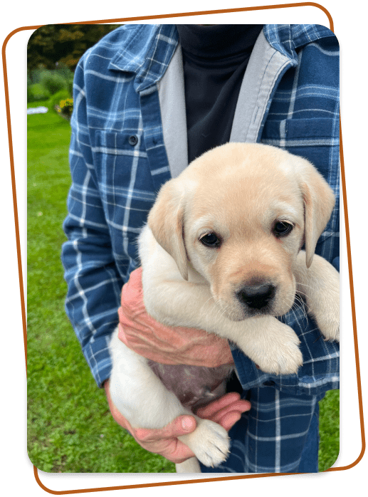 A puppy being held by Ross Gill, owner of catskill mountain labradors