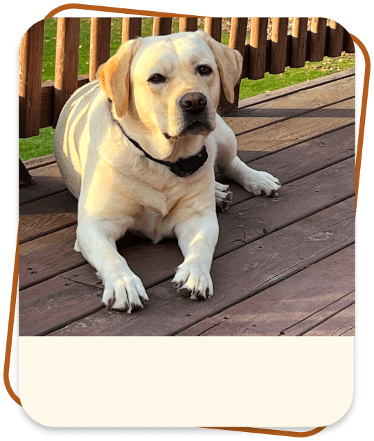 Sunny, the mother of the puppies at catskill mountain labradors