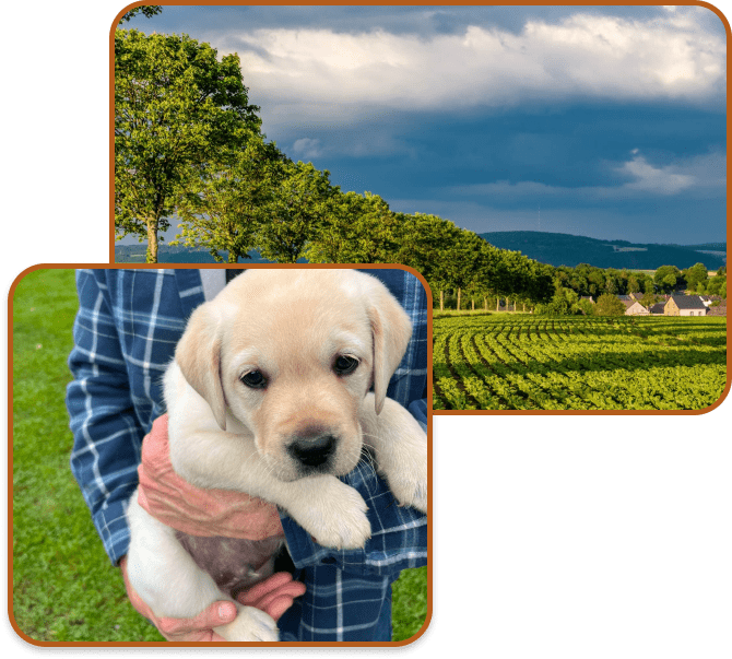 new york labrador puppies for sale